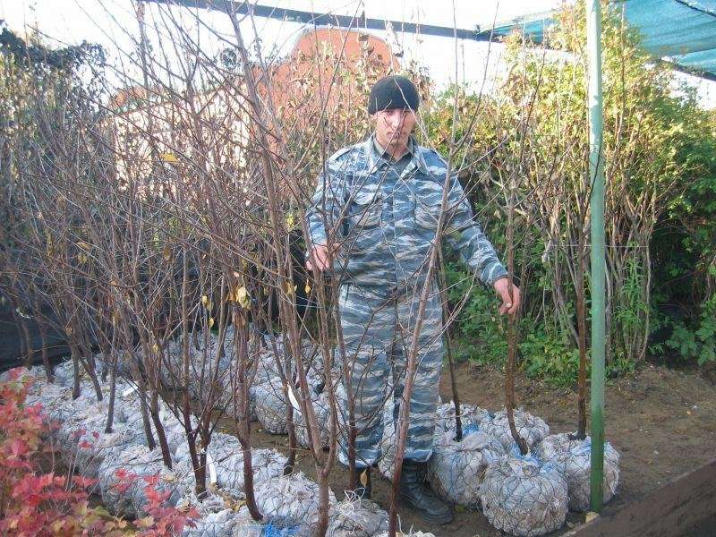 Купить Саженцы В Мичуринске Тамбовская Область